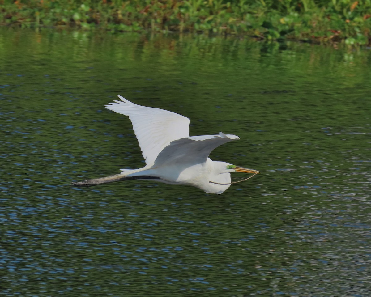 Great Egret - ML616202400