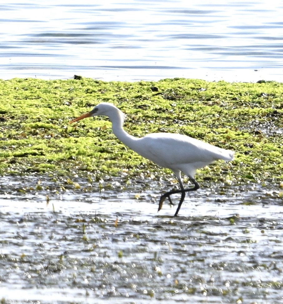 Chinese Egret - ML616202402