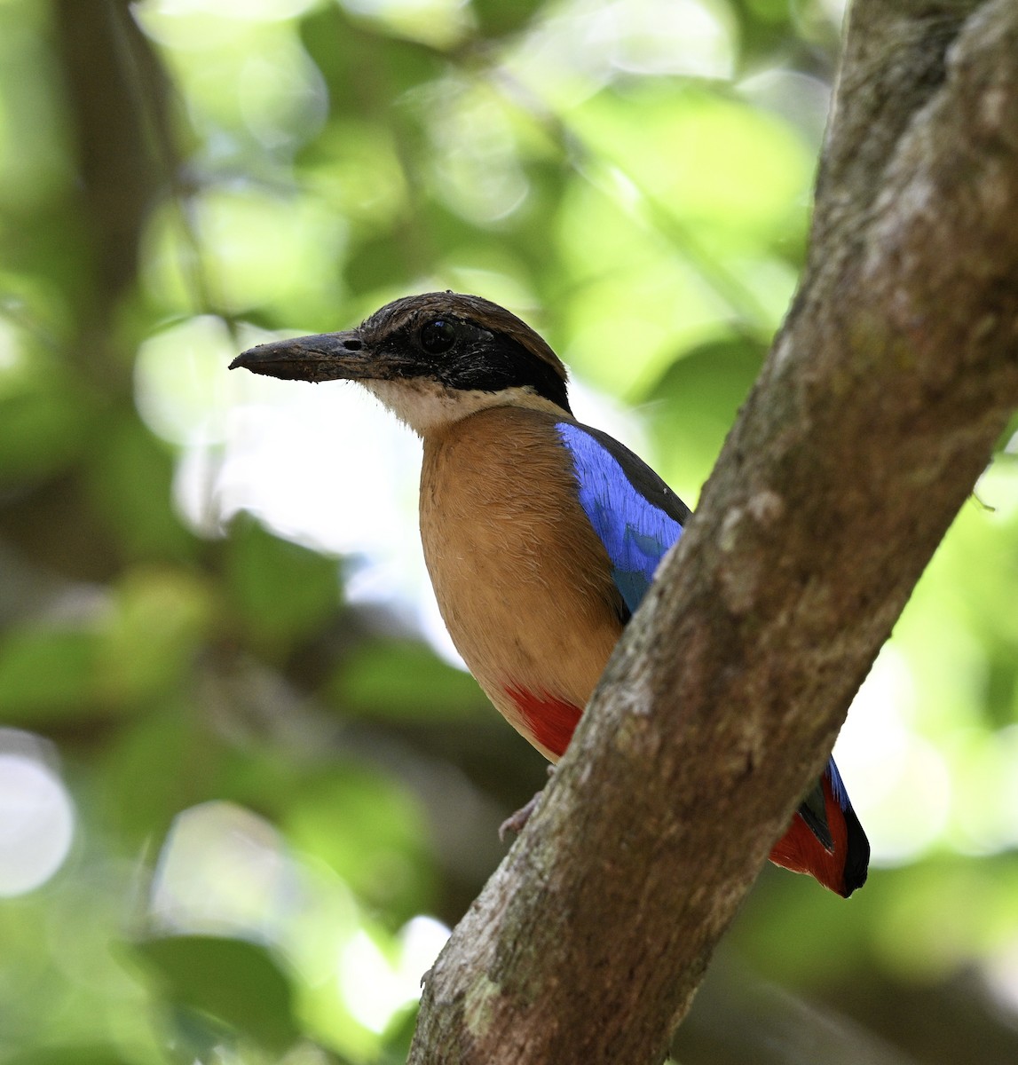 Mangrove Pitta - Lor. Jerun Kid