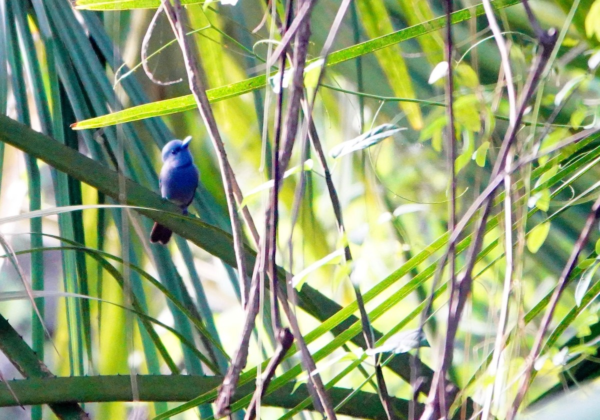 Blue Paradise-Flycatcher - ML616202420