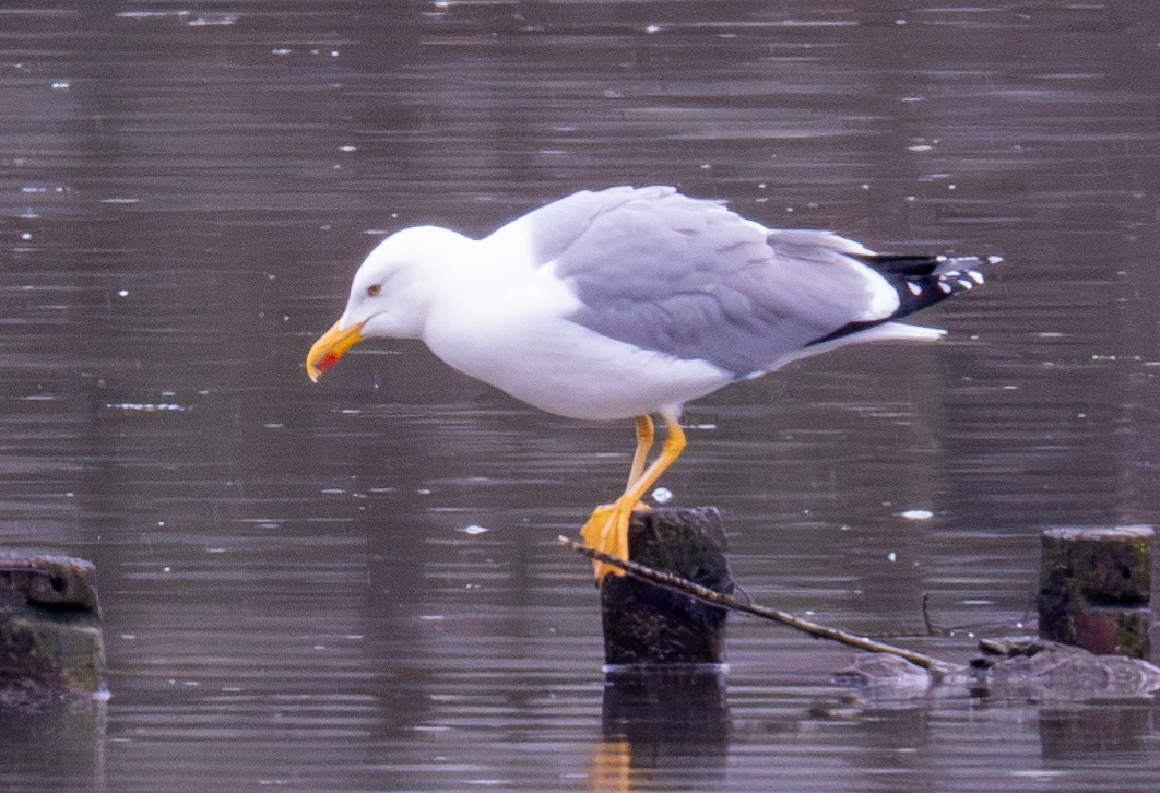 Yellow-legged Gull - ML616202454