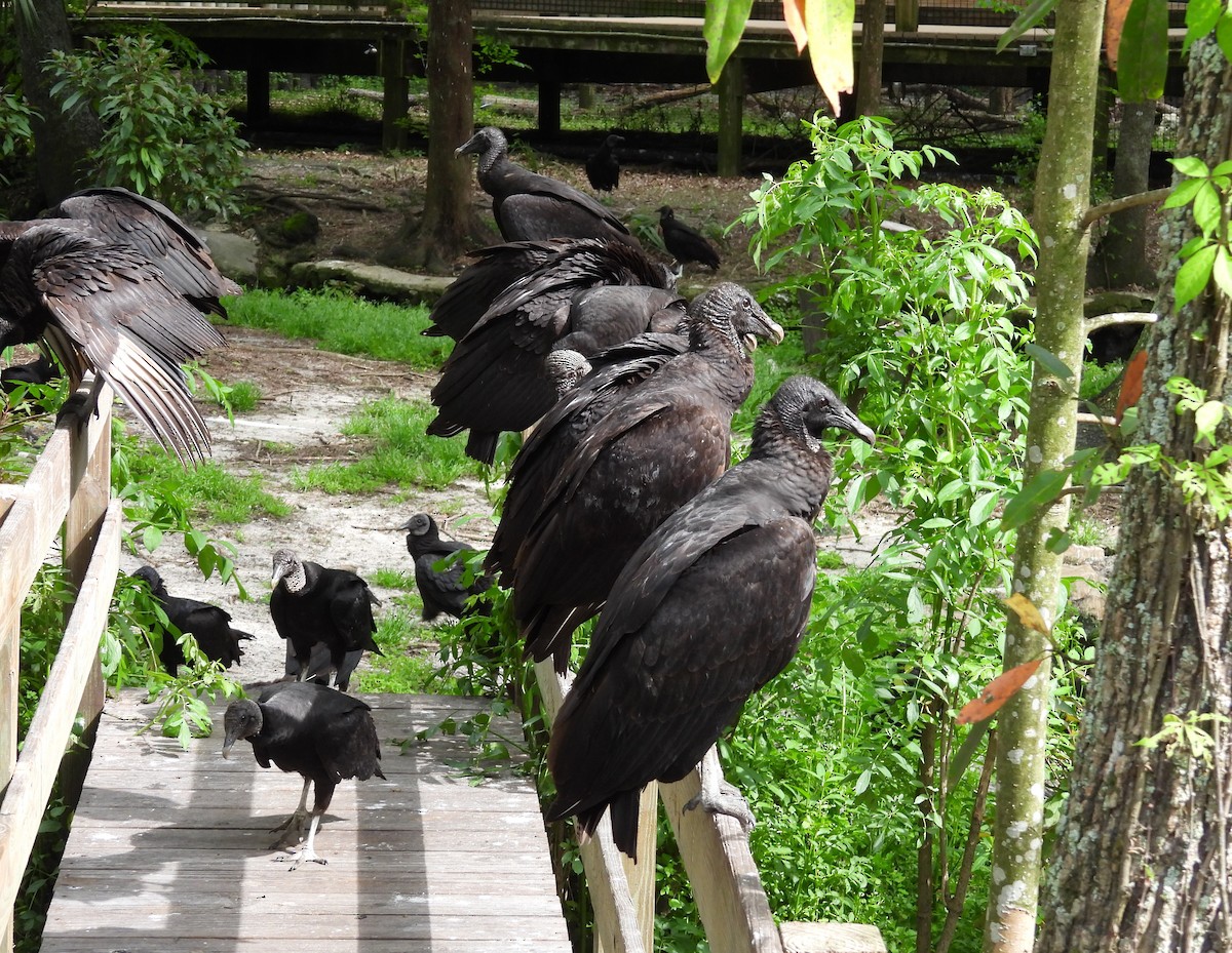 Black Vulture - Kathy Springer