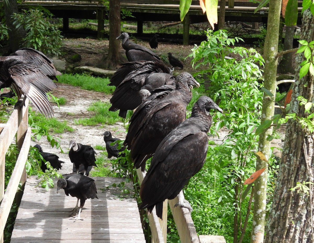 Black Vulture - ML616202582