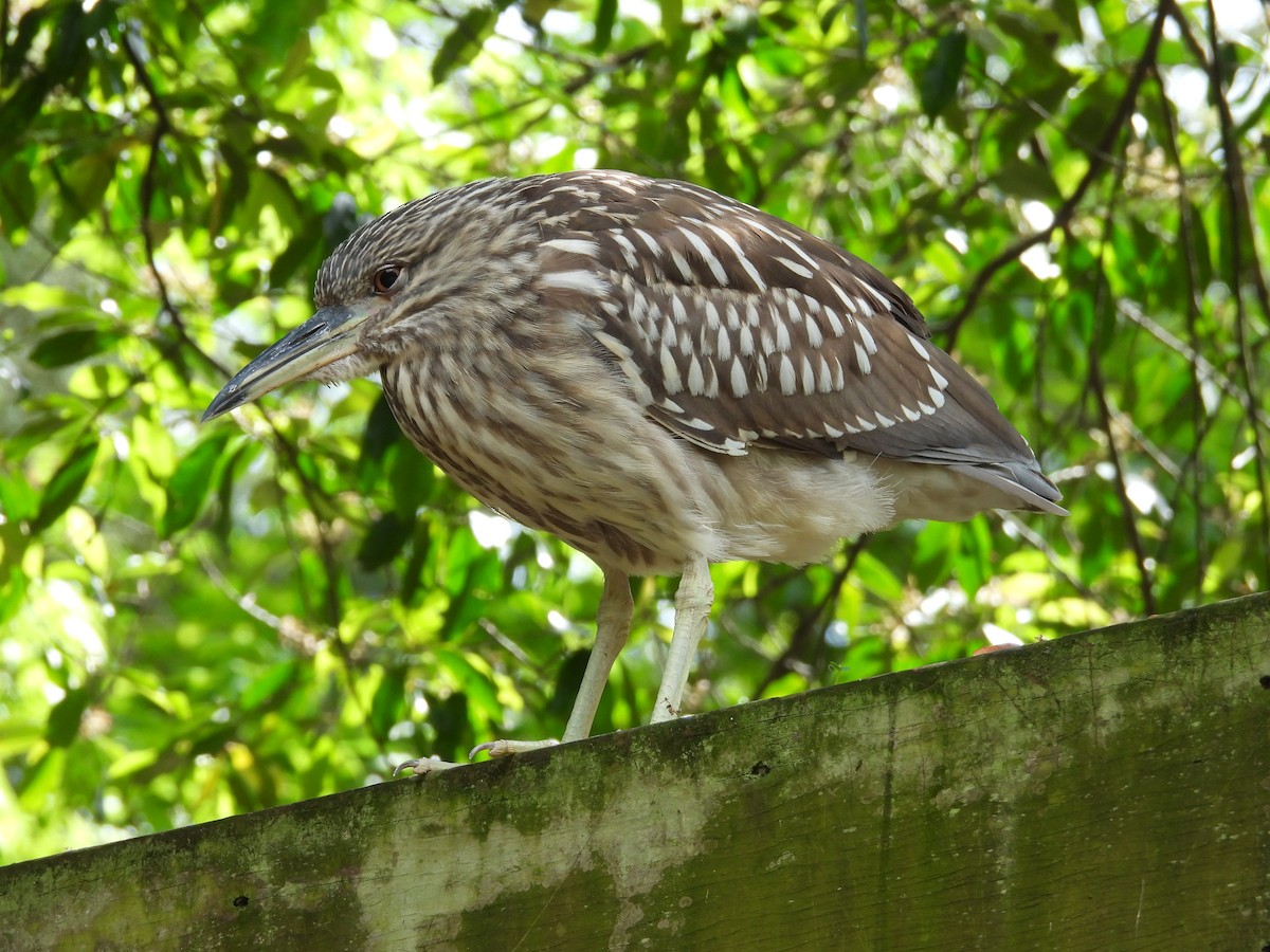 Black-crowned Night Heron - ML616202601