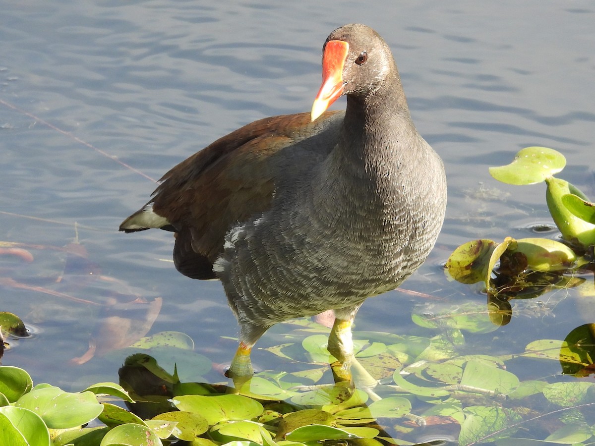 Common Gallinule - ML616202674