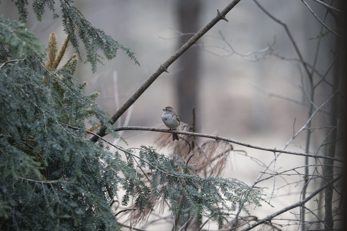 American Tree Sparrow - ML616202676