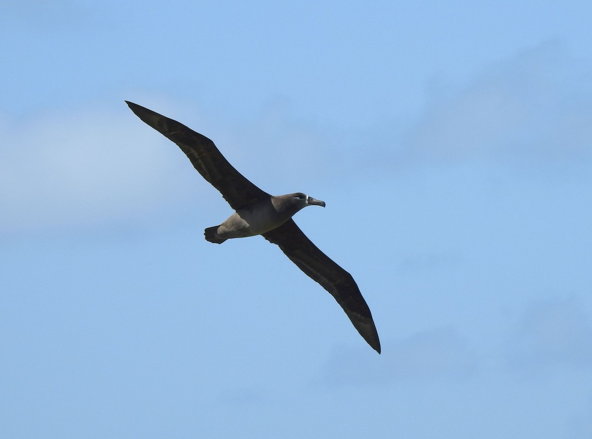Black-footed Albatross - ML616202817