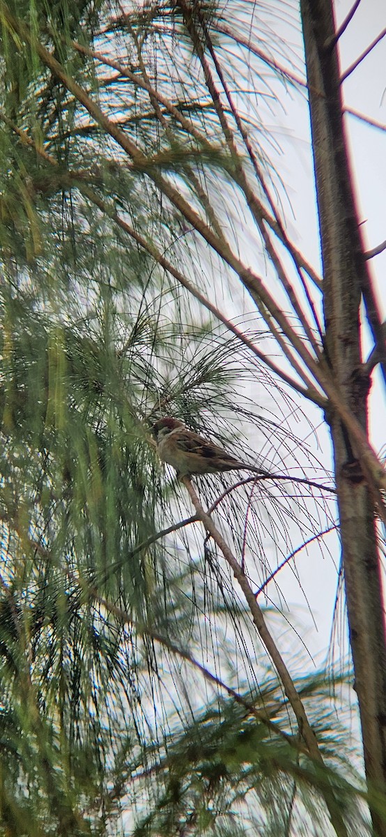 Eurasian Tree Sparrow - ML616202848