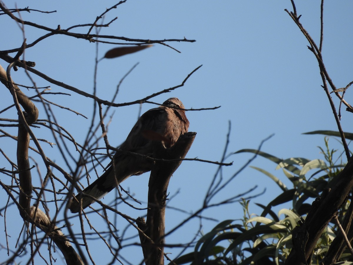 Spotted Dove - ML616202872