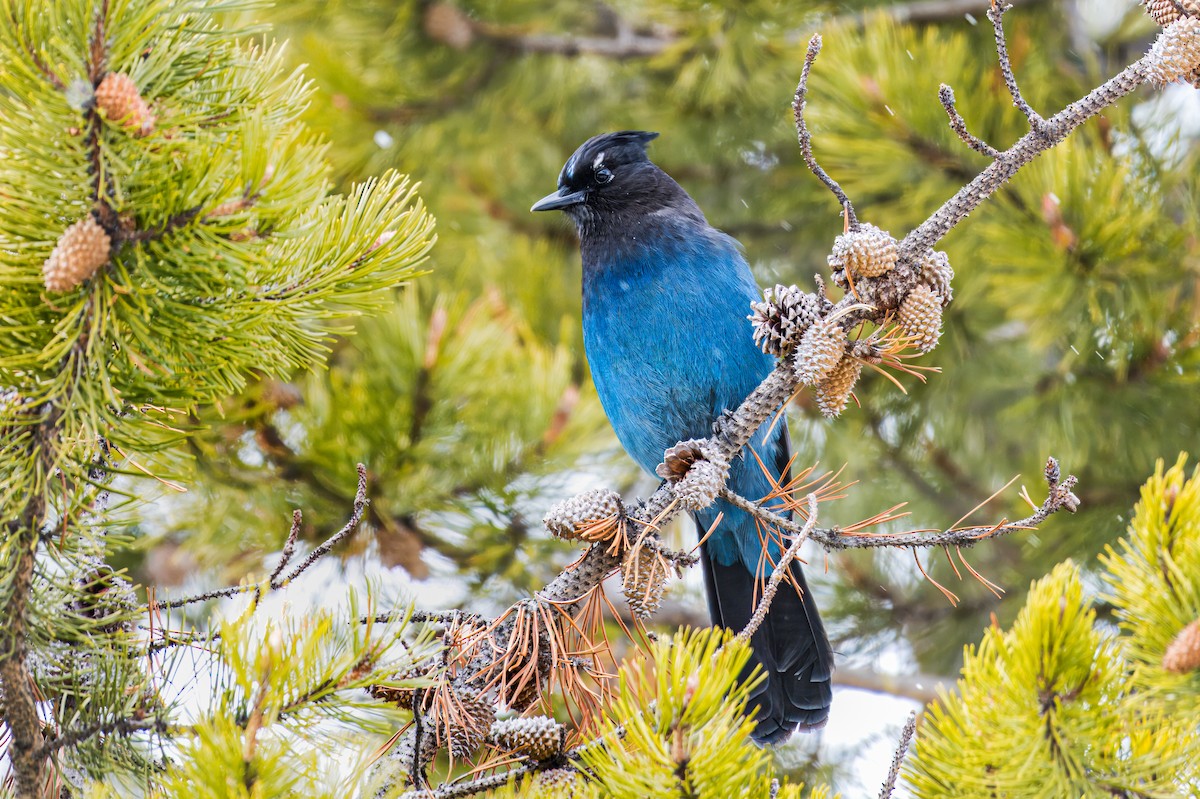 Steller's Jay - ML616202881