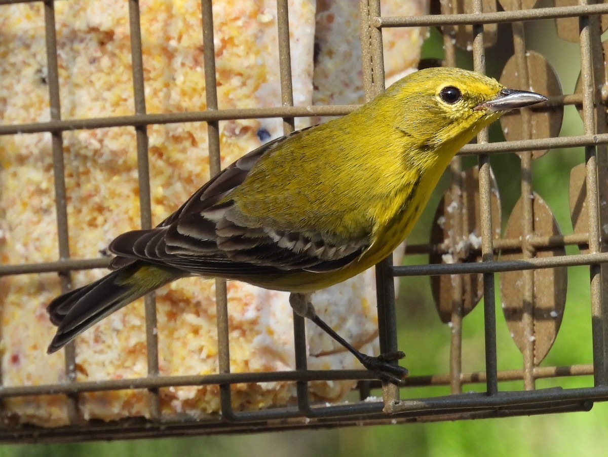 Pine Warbler - ML616202882