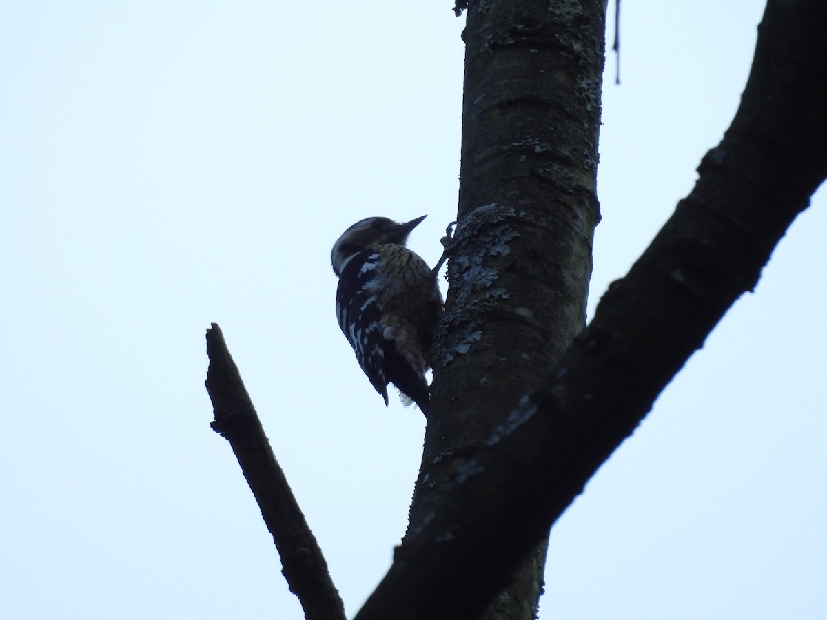 Gray-capped Pygmy Woodpecker - ML616202884