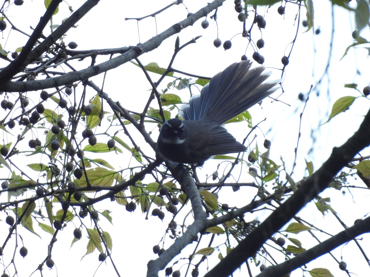 White-throated Fantail - ML616202892