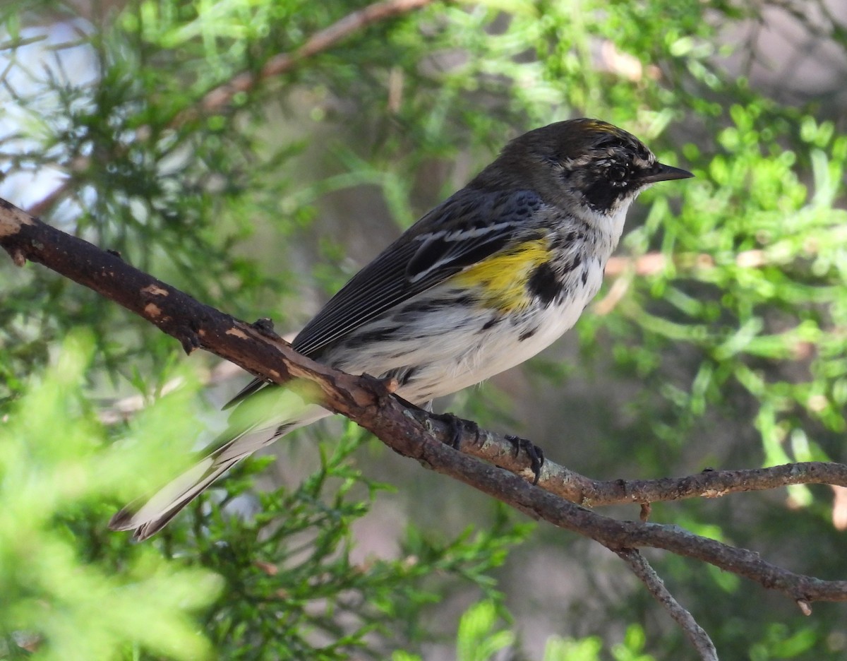 Yellow-rumped Warbler - ML616202901