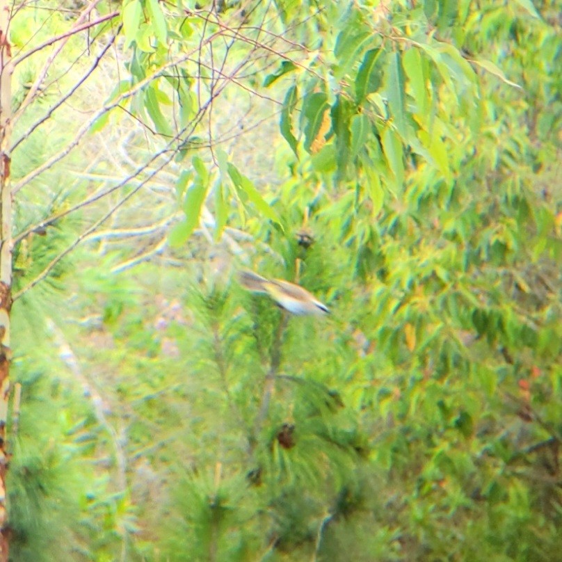 Yellow-vented Bulbul - ML616202926