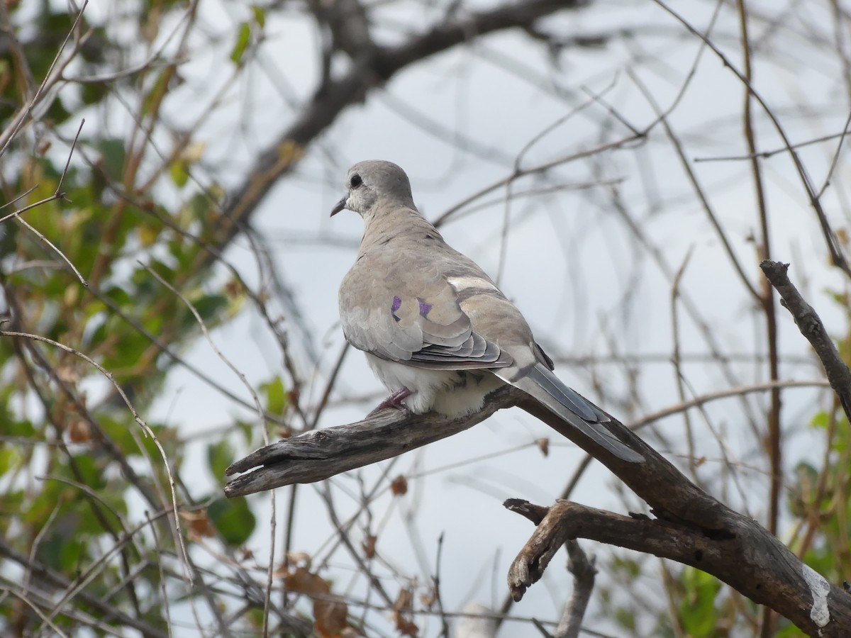 Namaqua Dove - ML616202973