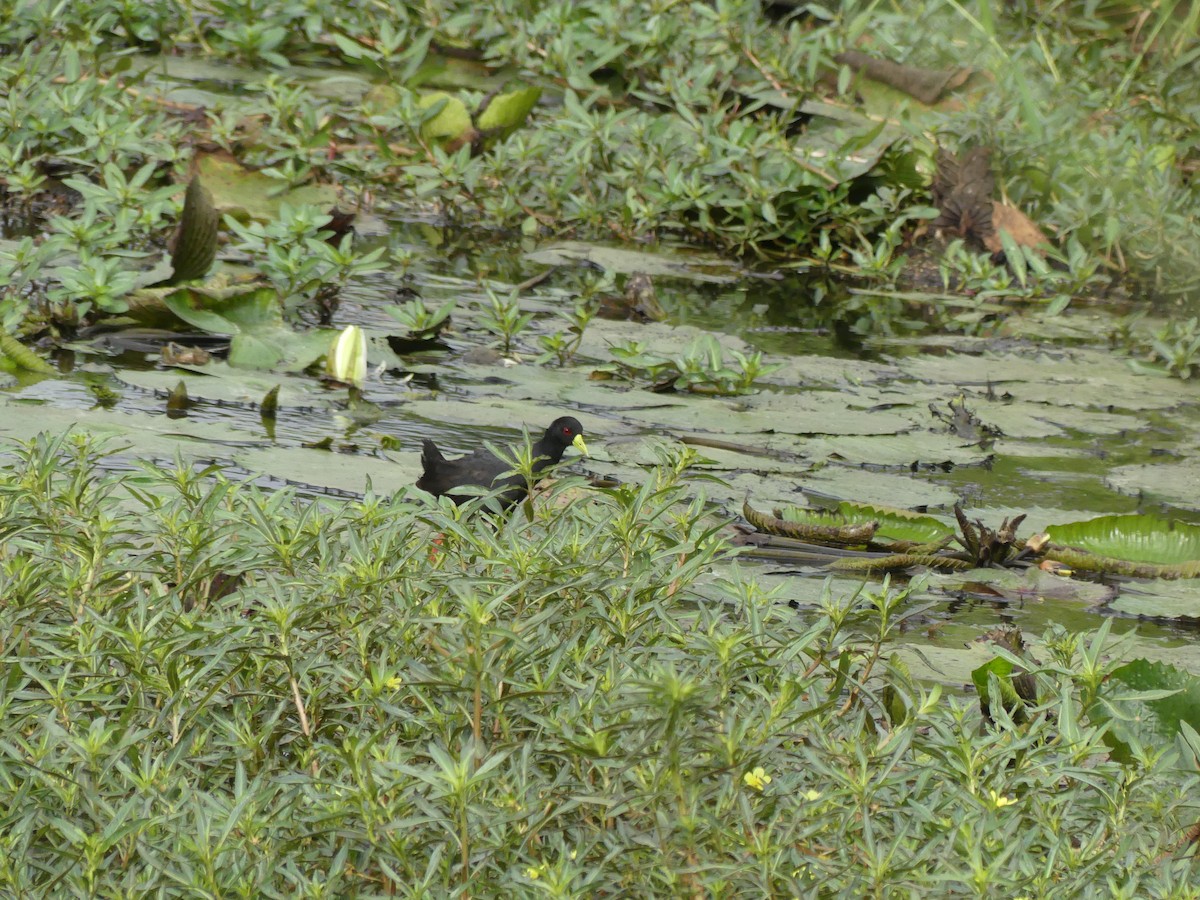 Black Crake - ML616202987