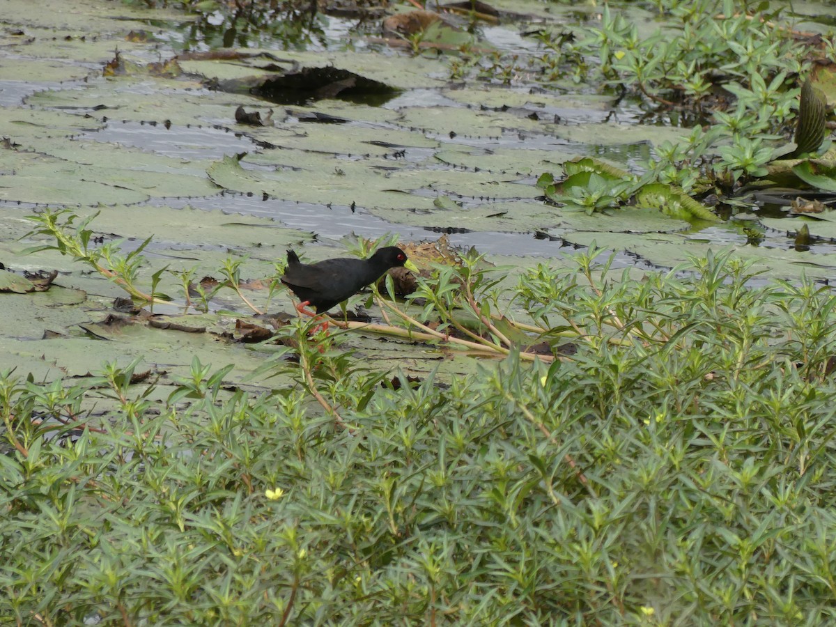 Black Crake - ML616202988