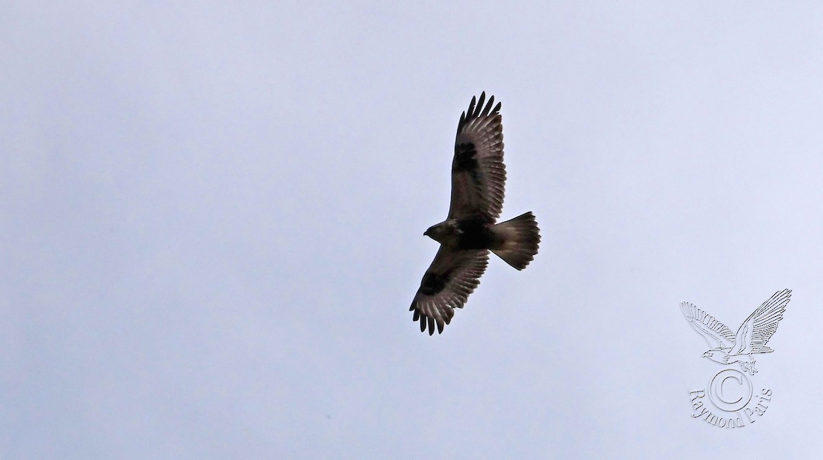 Rough-legged Hawk - ML616202991