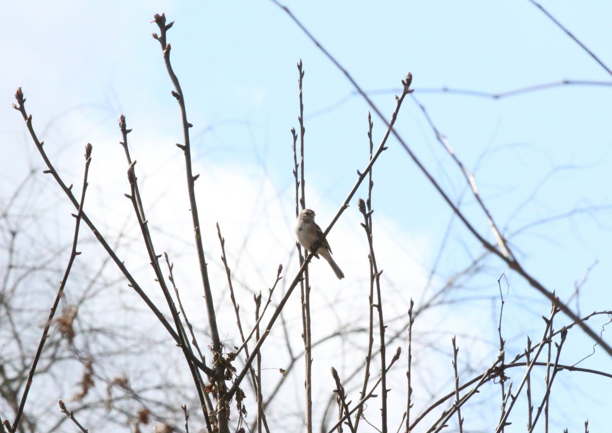 American Tree Sparrow - ML616202993
