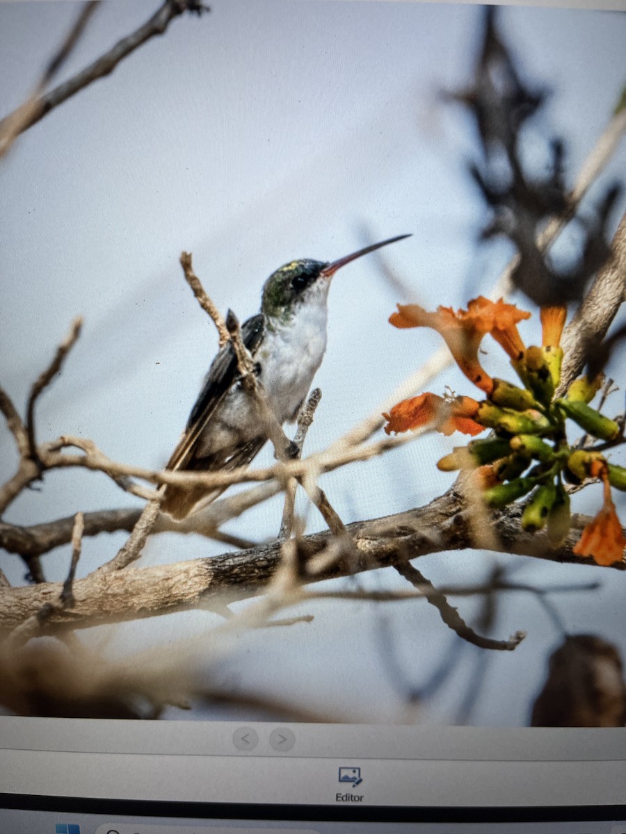 White-bellied Emerald - ML616202994