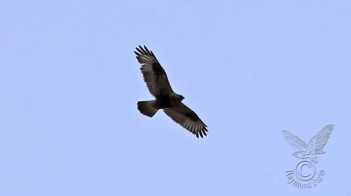 Rough-legged Hawk - ML616202995