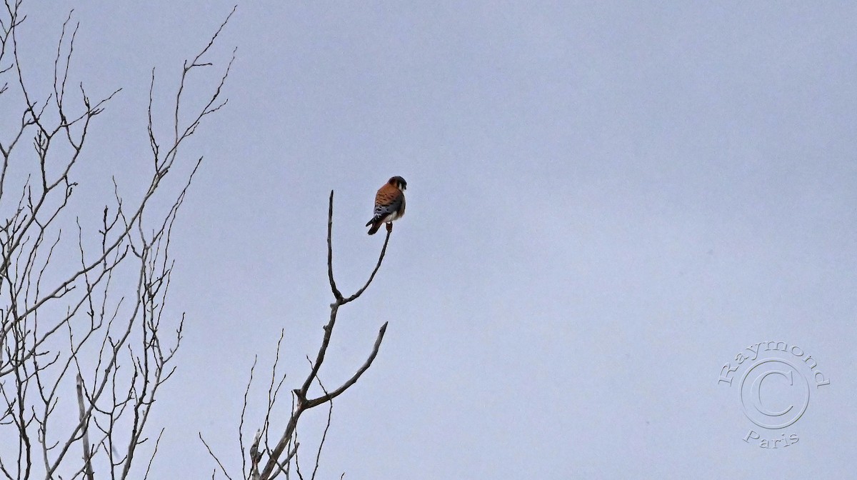 American Kestrel - ML616202999