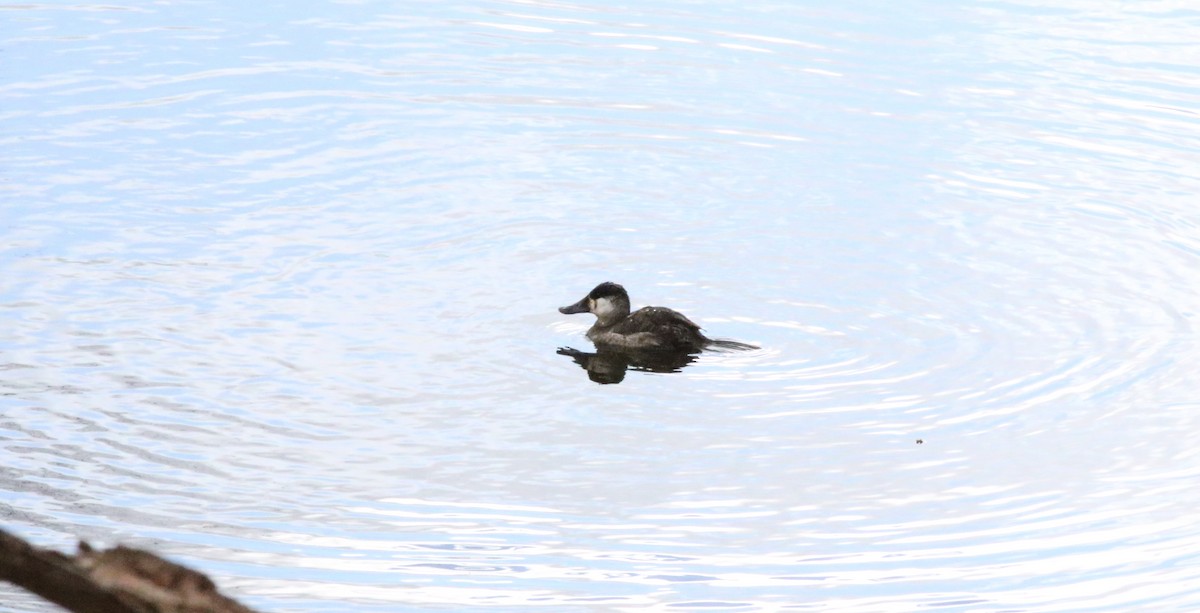 Ruddy Duck - ML616203002