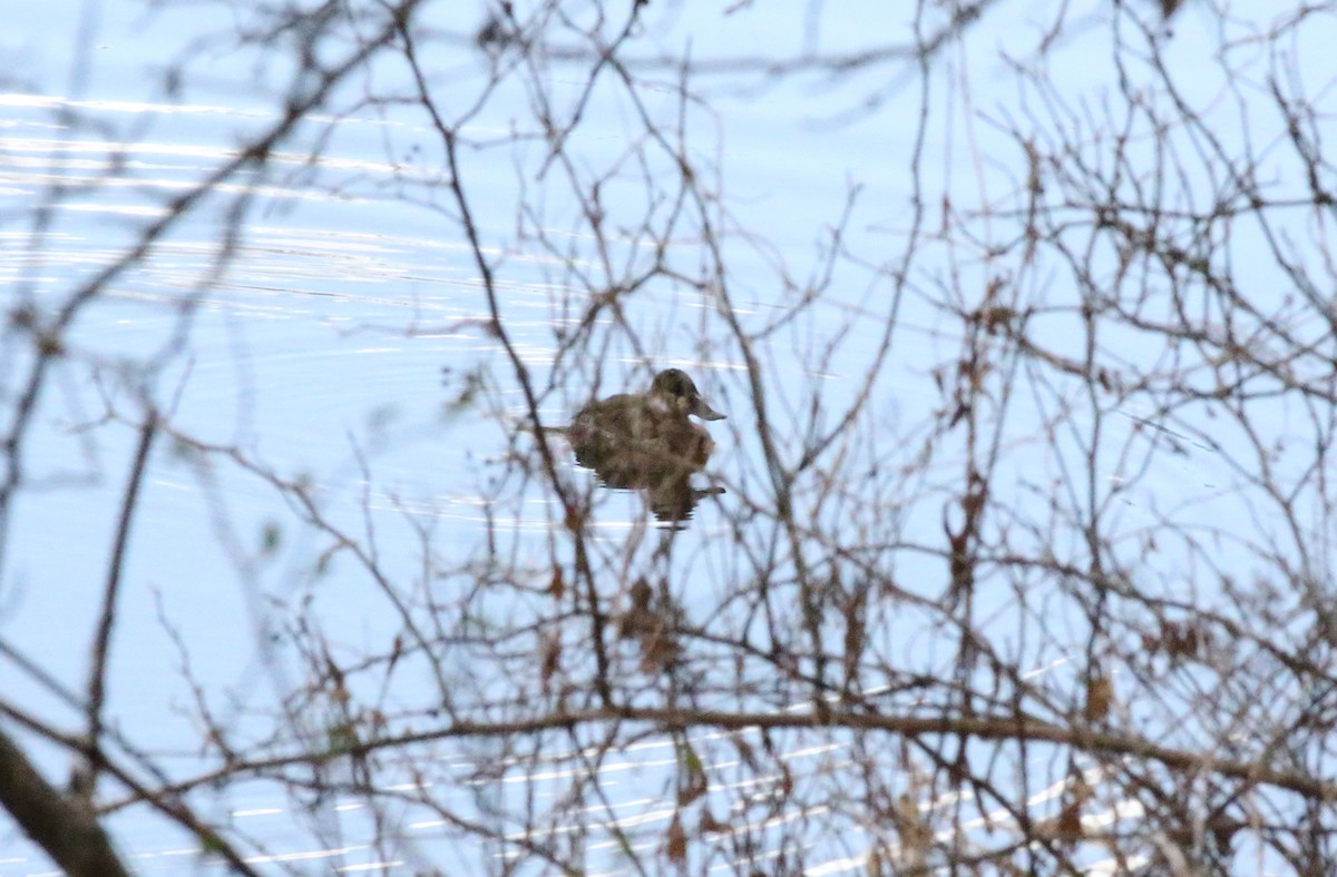 Ruddy Duck - ML616203004