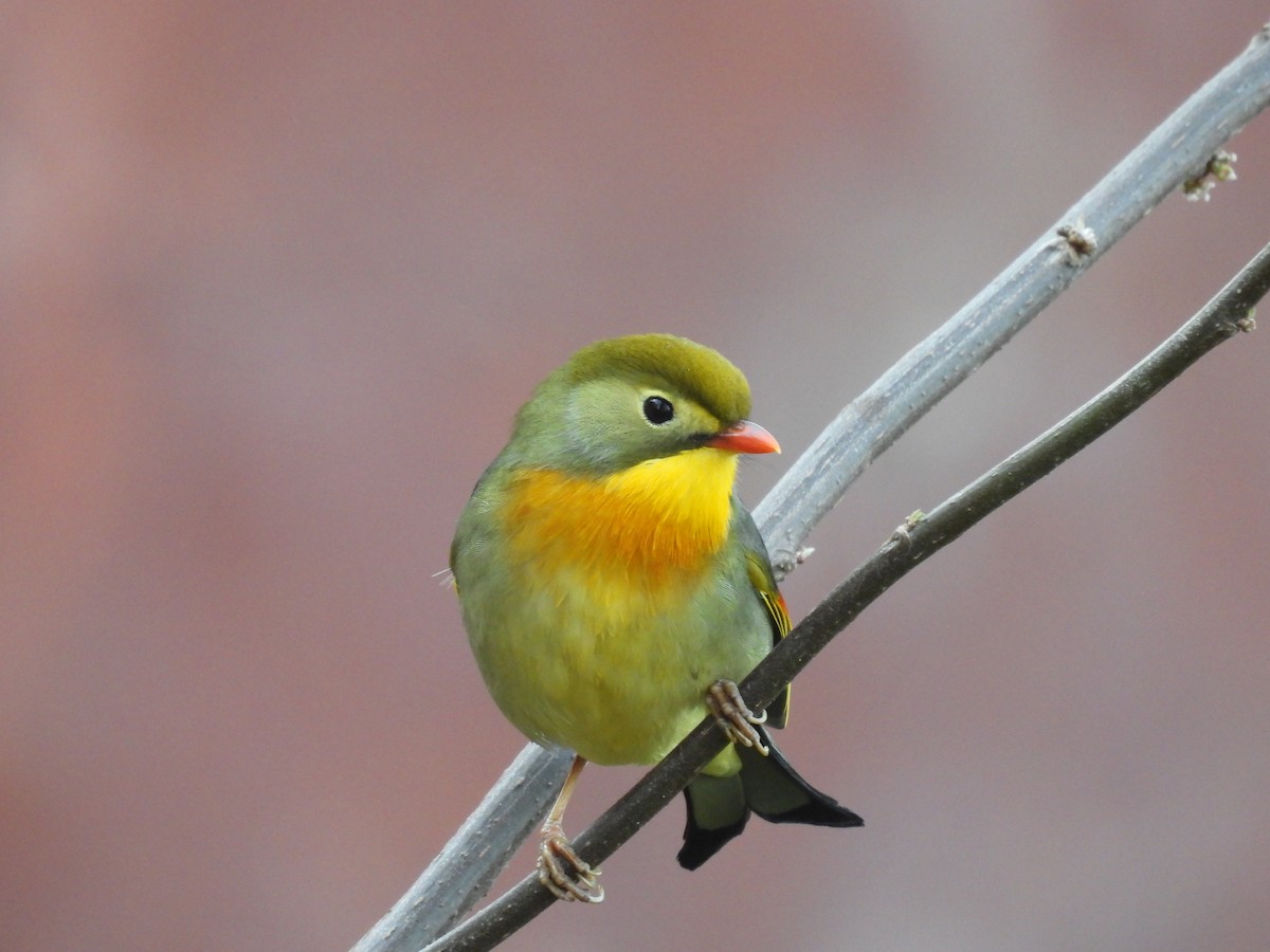 Red-billed Leiothrix - ML616203005