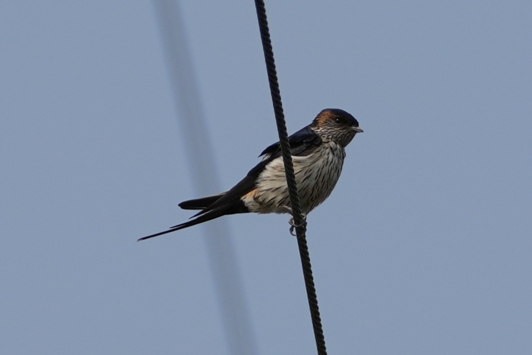 Striated Swallow - ML616203009