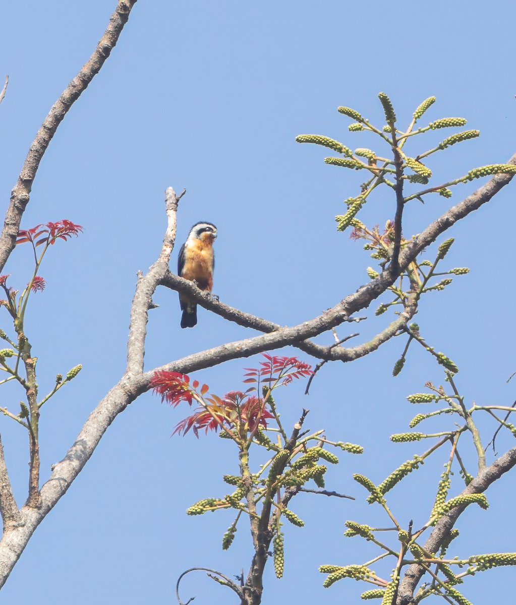 Collared Falconet - ML616203014