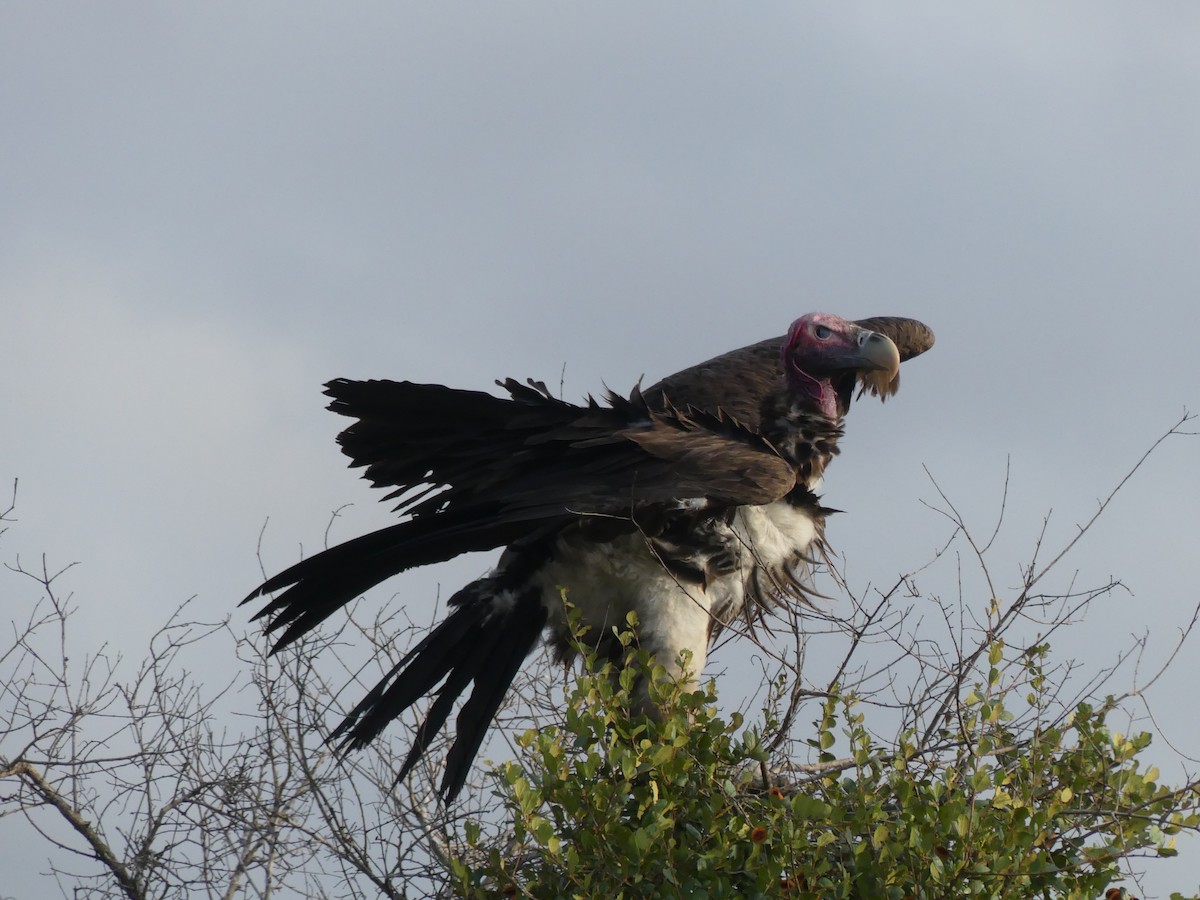 Lappet-faced Vulture - ML616203016