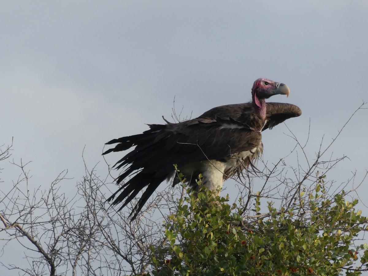 Lappet-faced Vulture - ML616203017