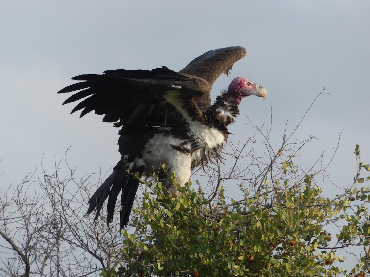 Lappet-faced Vulture - ML616203018