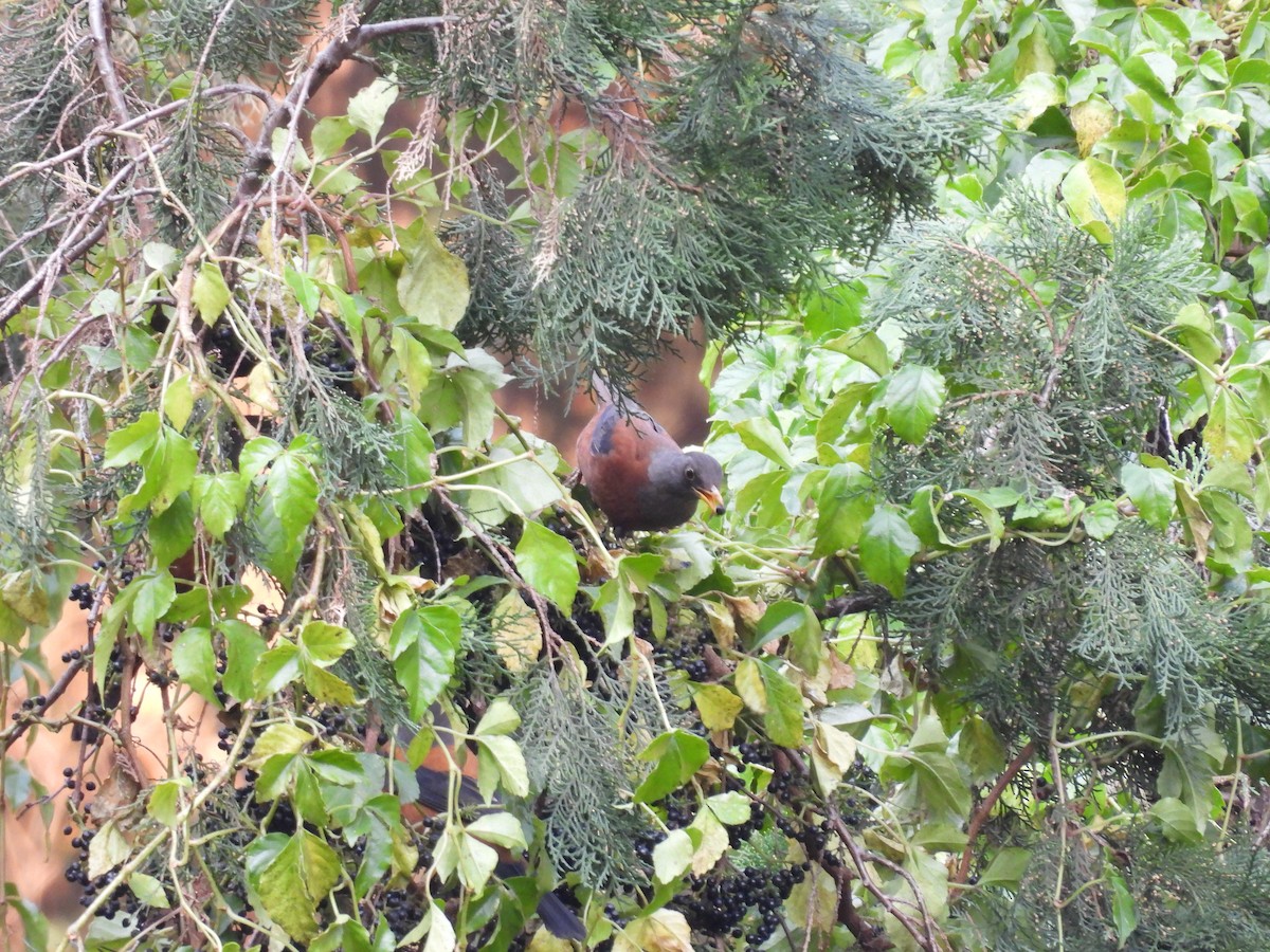 Chestnut Thrush - ML616203026