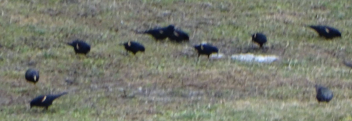 Red-winged Blackbird - ML616203045