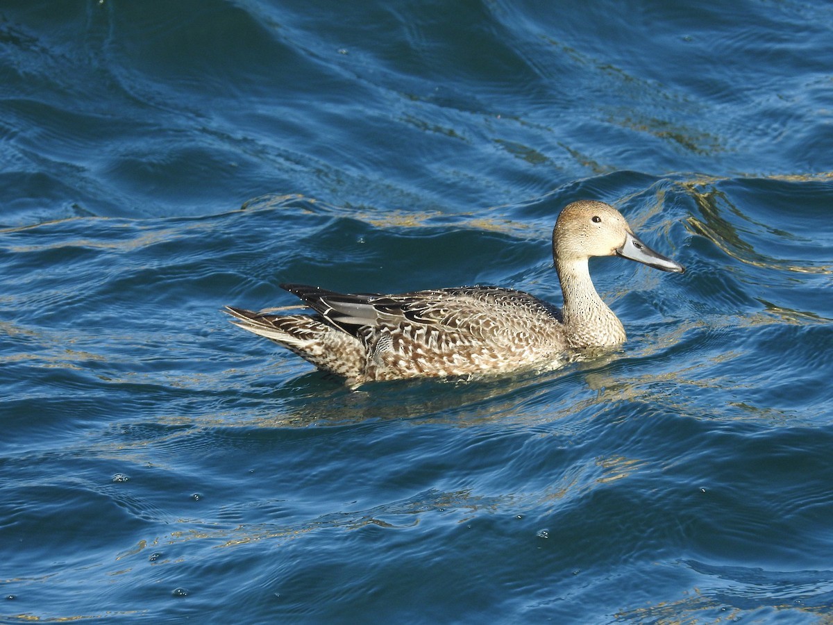 Northern Pintail - ML616203051