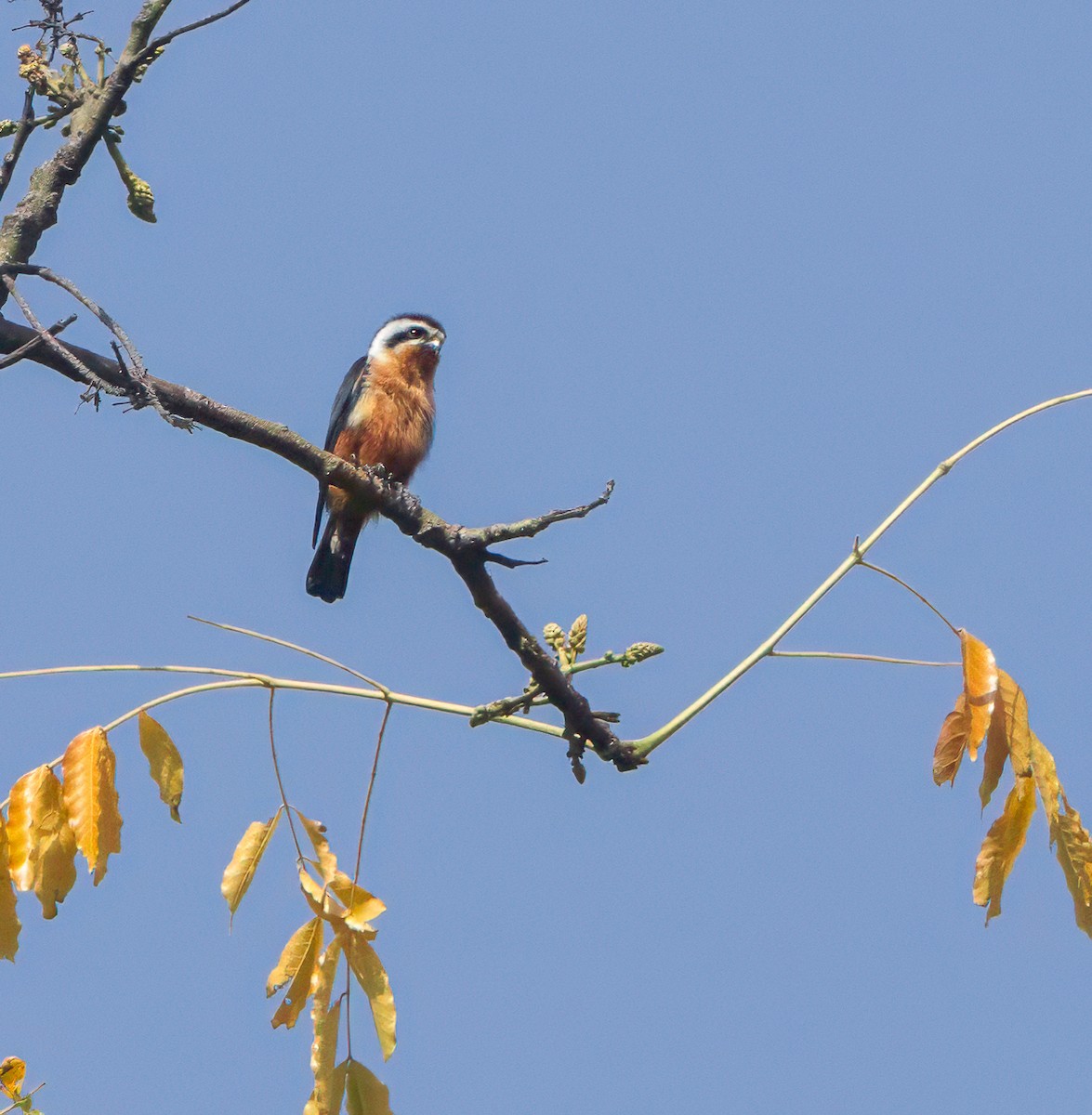 Collared Falconet - ML616203082