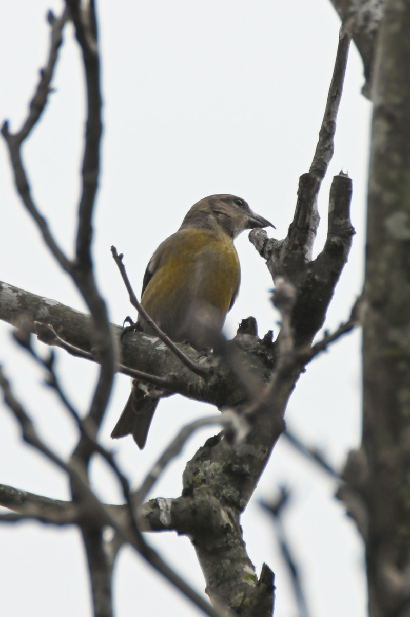 Red Crossbill - Daniel Denman