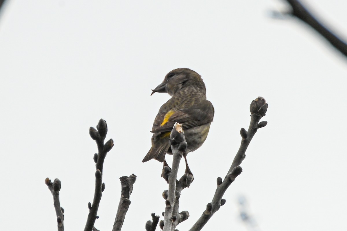 Red Crossbill - Daniel Denman