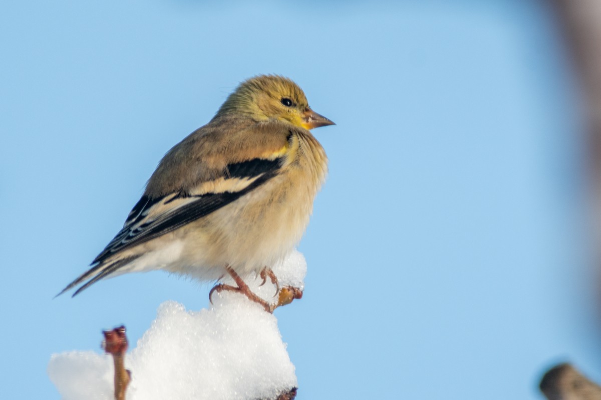 American Goldfinch - ML616203108