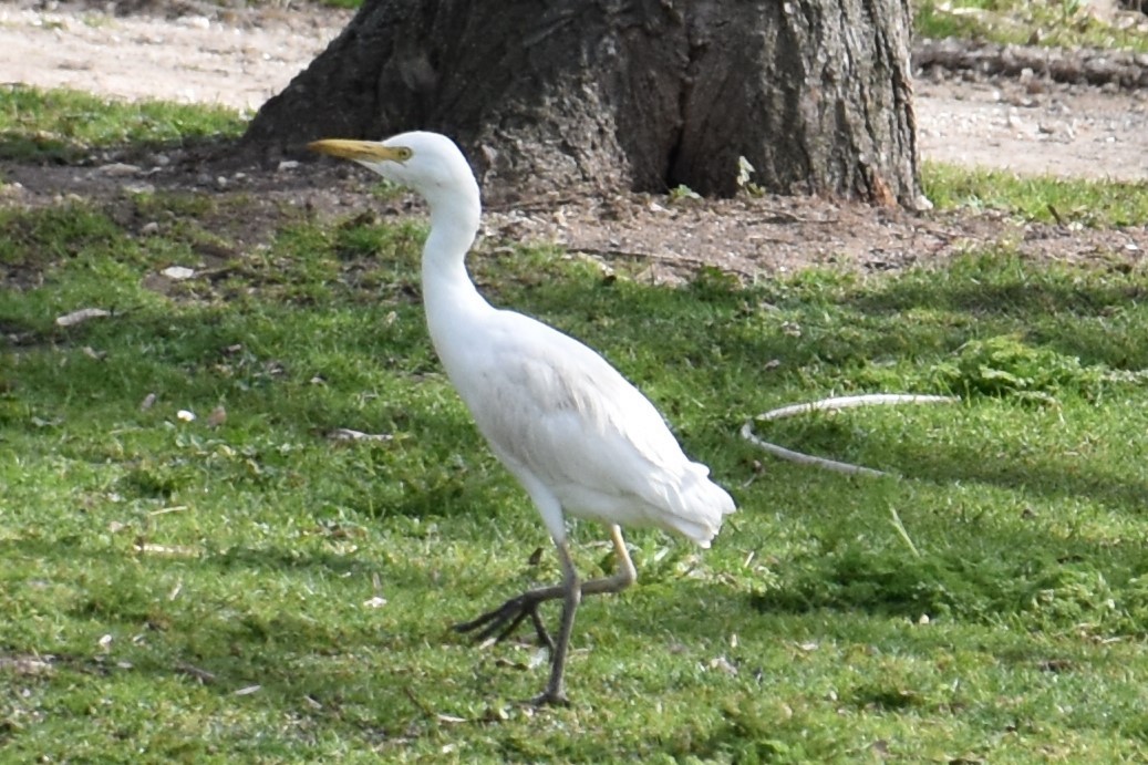 Western Cattle Egret - ML616203170