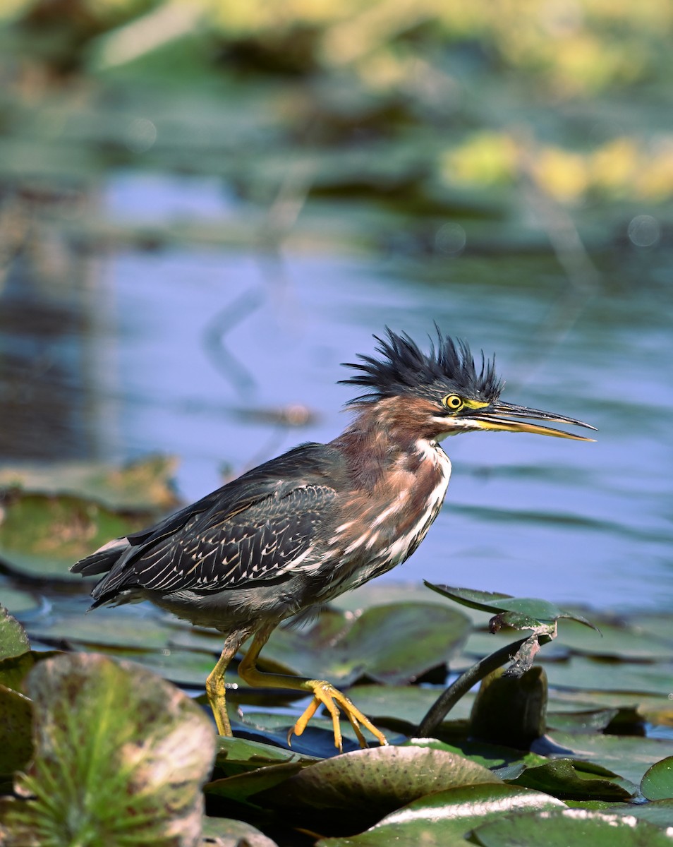 Green Heron - Martin Kennedy