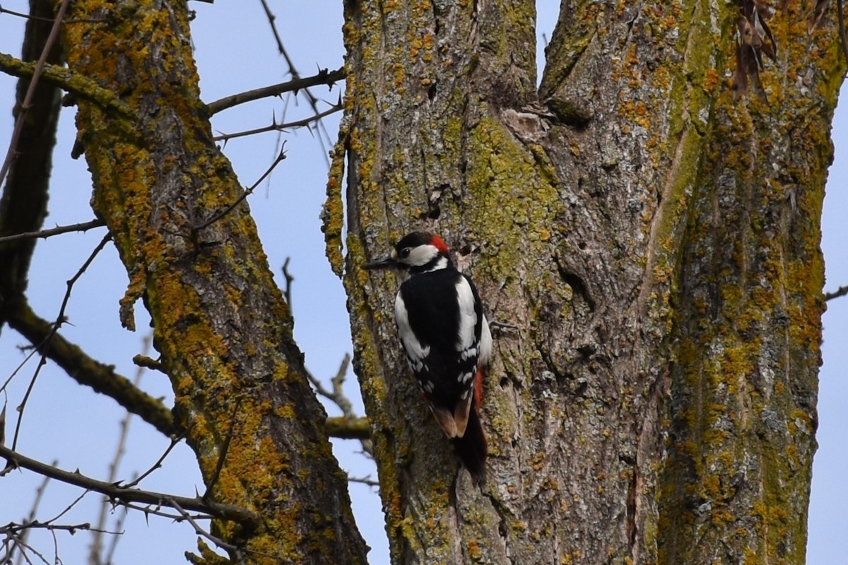 Great Spotted Woodpecker - José Ángel Antúnez