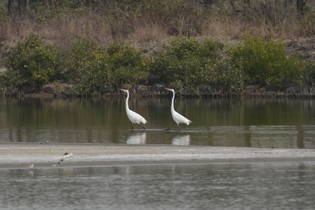 Great Egret - ML616203199