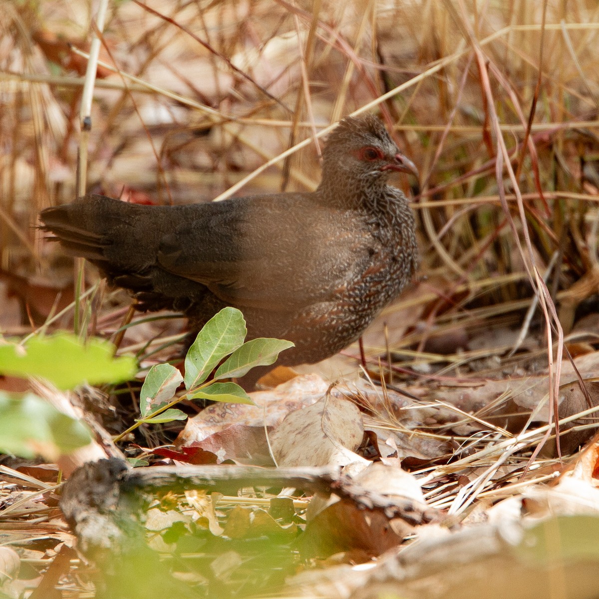 Gallinita Roquera - ML616203242