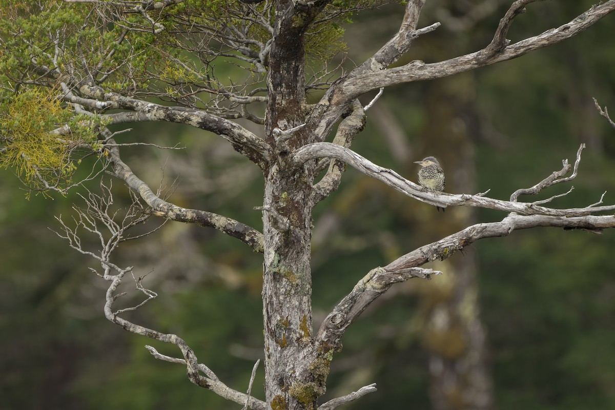 Chilean Flicker - ML616203260