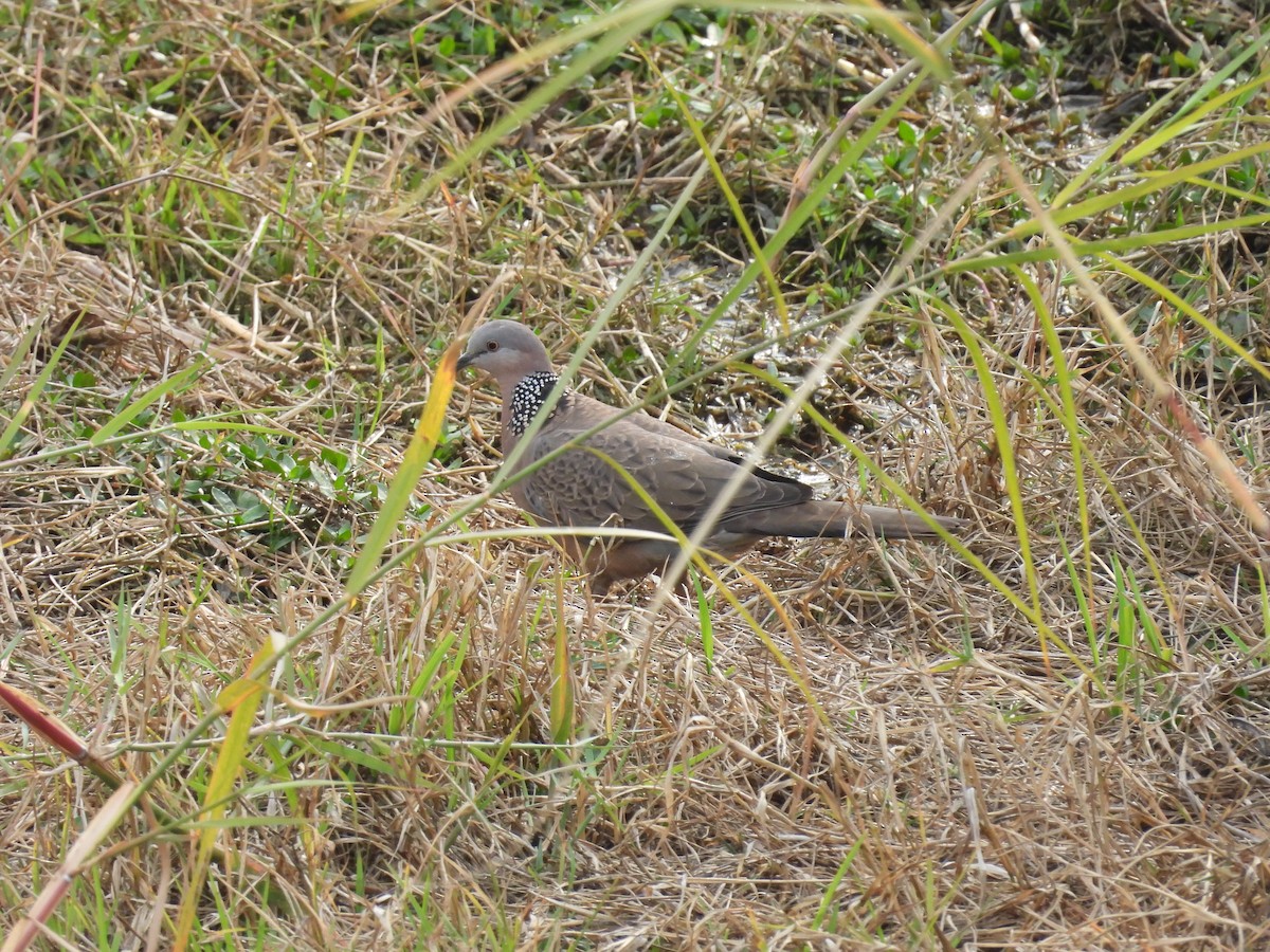 珠頸斑鳩 - ML616203283