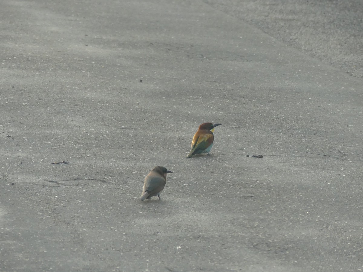 European Bee-eater - ML616203309